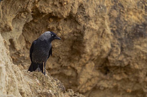 Free Jackdaw Bird photo and picture