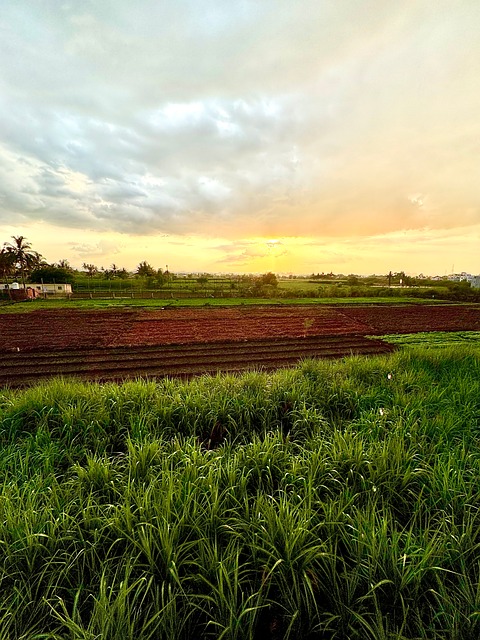 Sol, Solnedgang, Solopgang, Himmel, Træ