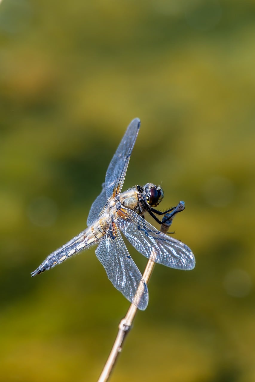 Dragon-Fly Insect Entomology - Free photo on Pixabay