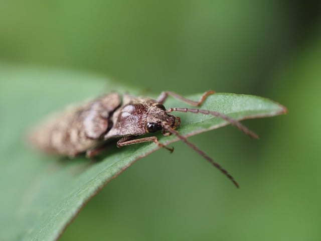 Free Click Beetle Natural photo and picture