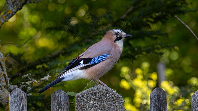 Free Jay Wild Bird photo and picture