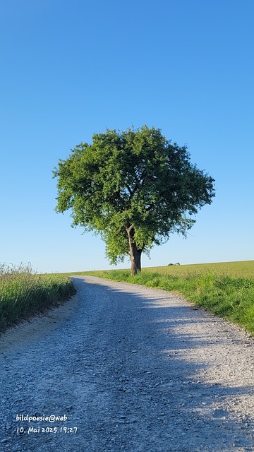 Free Tree Nature photo and picture