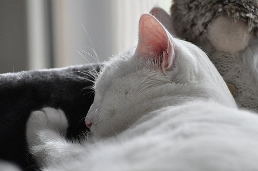 Free Sleeping Cat Nature photo and picture