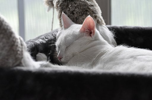 Free Sleeping Cat Nature photo and picture