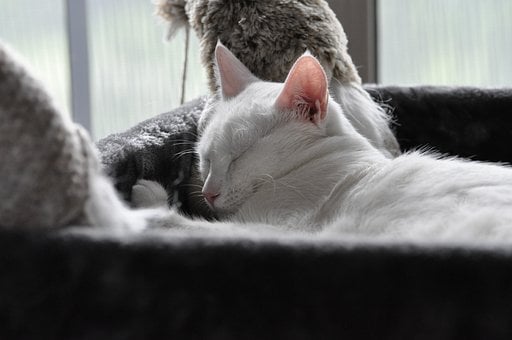Free Sleeping Cat Nature photo and picture