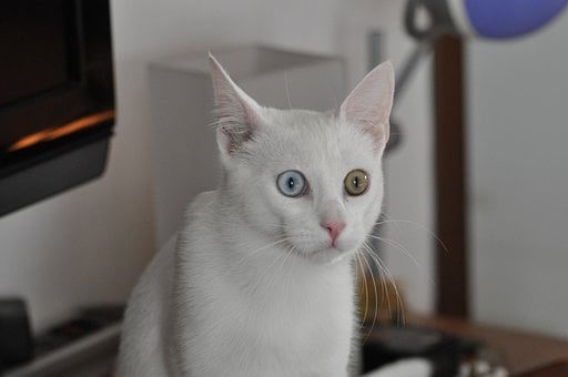 Free White Cat Nature photo and picture