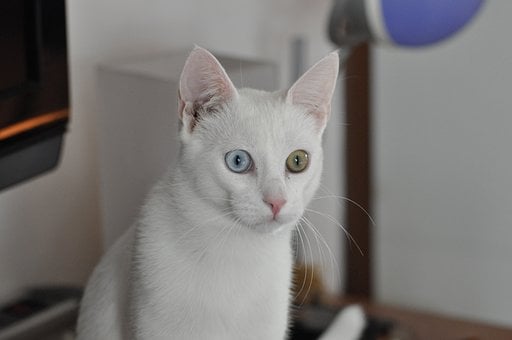 Free White Cat Nature photo and picture