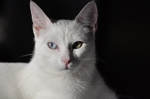 Free White Cat Cat photo and picture