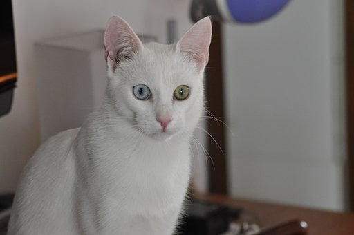 Free White Cat Nature photo and picture
