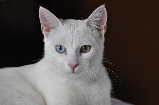 Free White Cat Cat photo and picture