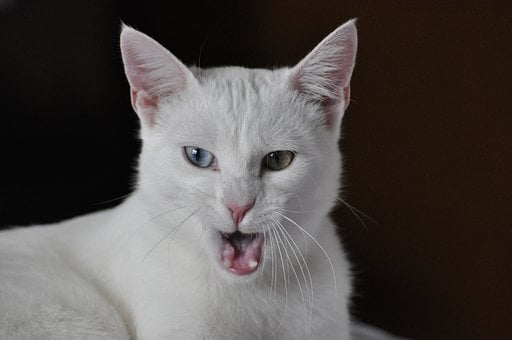 Free White Cat Cat photo and picture