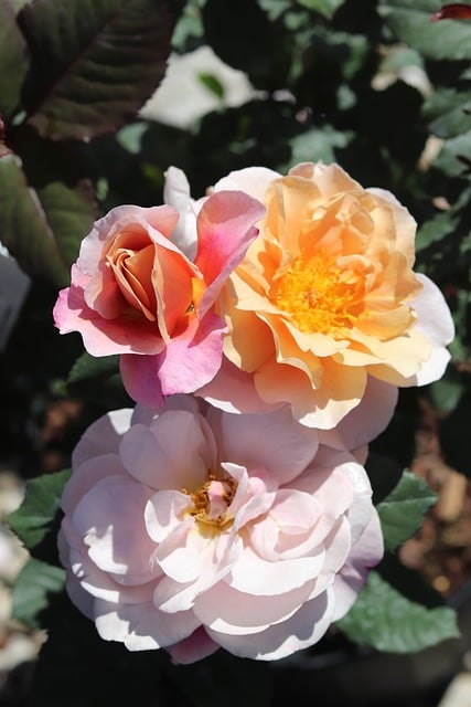 Free Nature Rose photo and picture