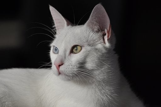 Free White Cat Cat photo and picture