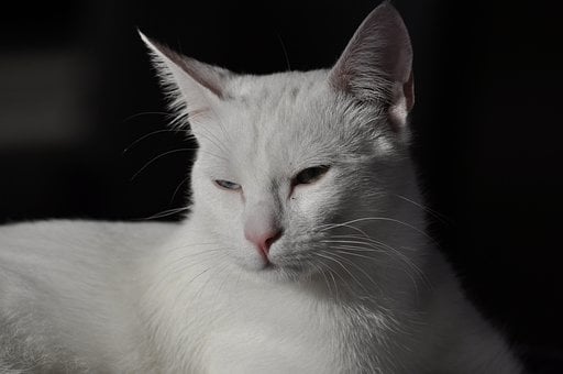 Free White Cat Nature photo and picture