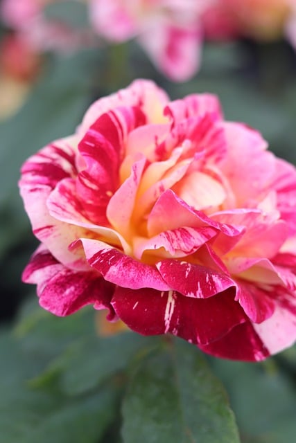 Free Rose Bloom photo and picture