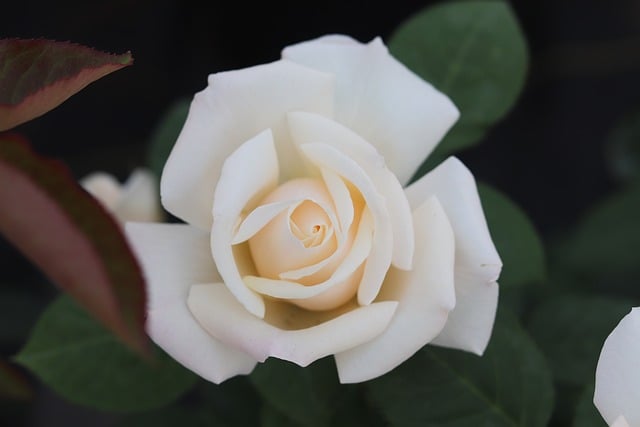 Free Bloom Rose photo and picture