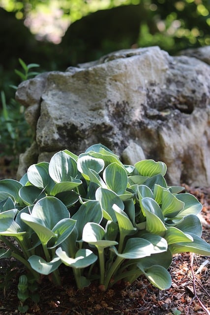 Free Hosta Nature photo and picture