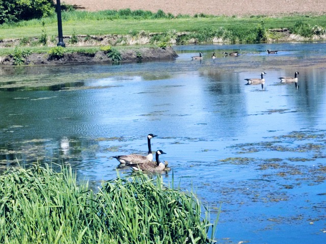 Free Wildlife Goose photo and picture