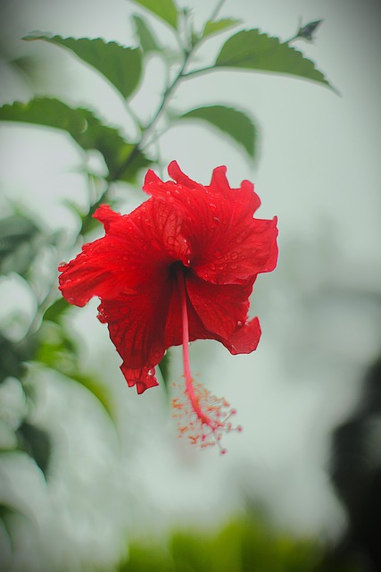 Bloem, Natuur, Plantaardige, Flora