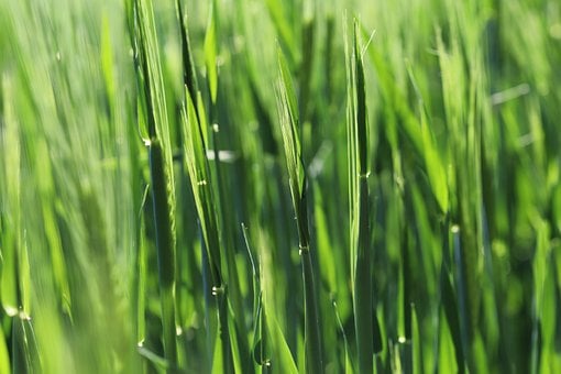 Free Grass Nature photo and picture