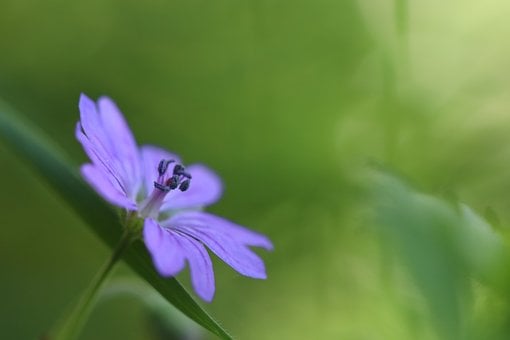 Free Cranesbill Nature photo and picture