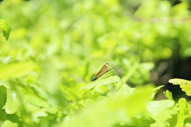 Free Demoiselle Dragon-Fly photo and picture