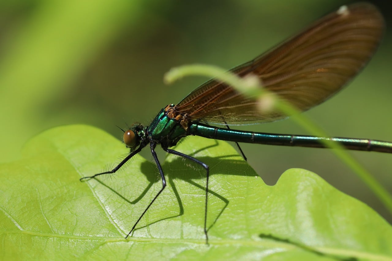 Demoiselle Dragon-Fly Insect - Free photo on Pixabay
