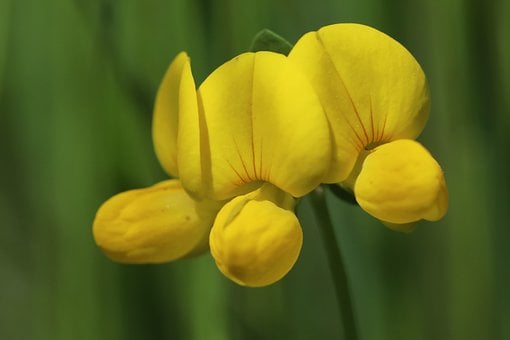 Free Horn Clover Nature photo and picture