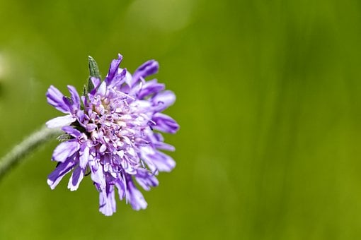 Free Scabious Scabiosis photo and picture