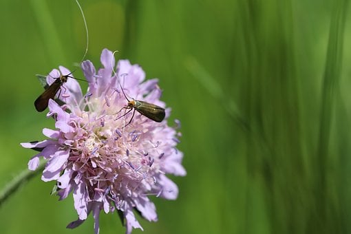 Free Scabious Longhorn Moth Scabiosis photo and picture