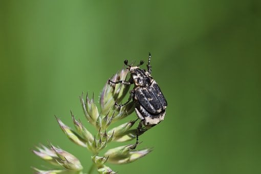 Free Stumbling Beetle Beetle photo and picture