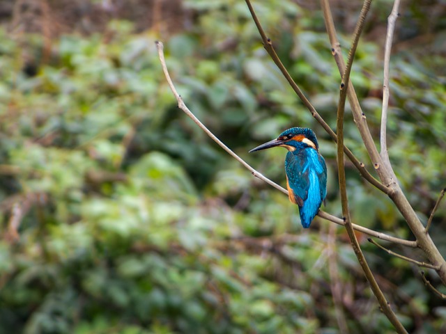 Free Kingfisher Bird photo and picture