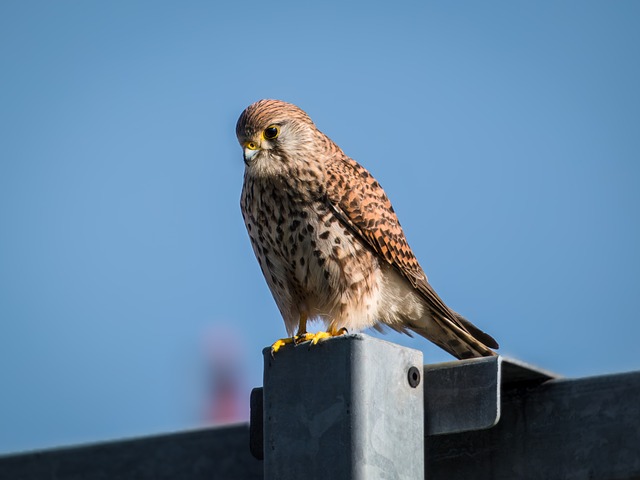 Free Kestrel Bird photo and picture