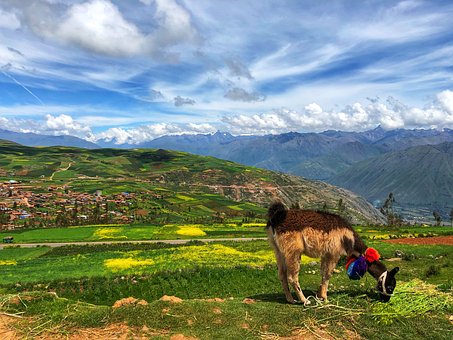 Peru, Cusco, Natur, Landskap, Alpakka