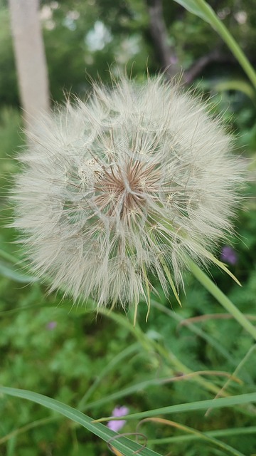 Mælkebøtte, Natur, Flora