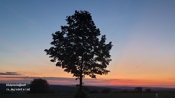 Free Afterglow Tree photo and picture