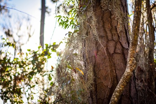 Bark, Tekstur, Natur, Tre, Stamme, Skog