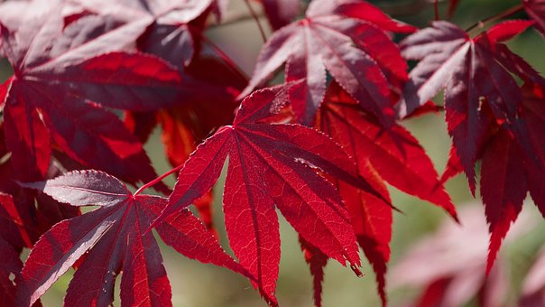 Free Acer Japanese Maple photo and picture