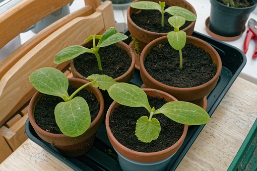Free Courgette Courgette Plants photo and picture