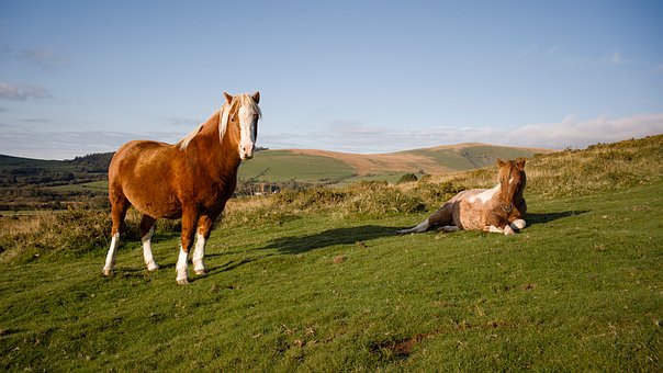 Free Pony Ponies photo and picture