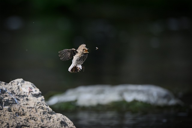 Free Bird Nature photo and picture