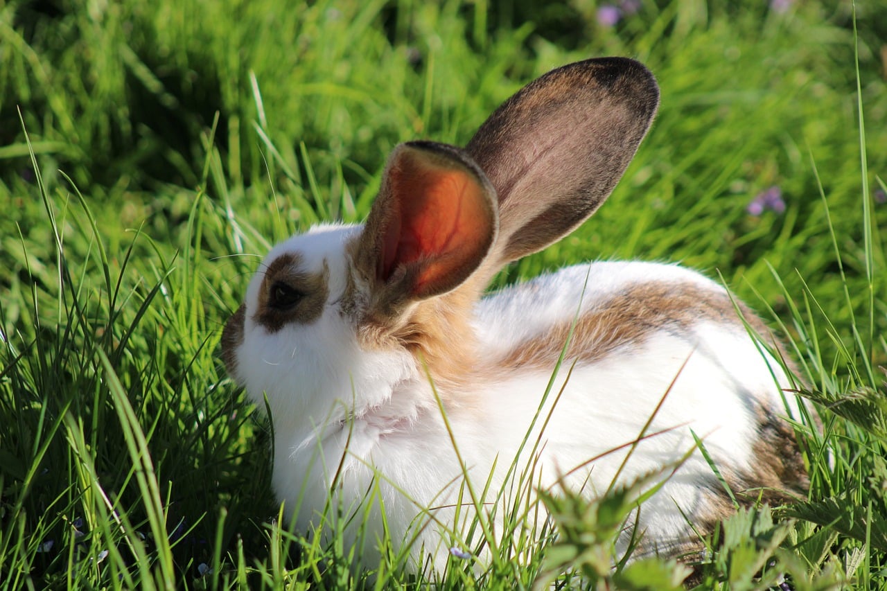Download free HD stock image of Rabbit Nature Free Rabbit Nature photo and picture