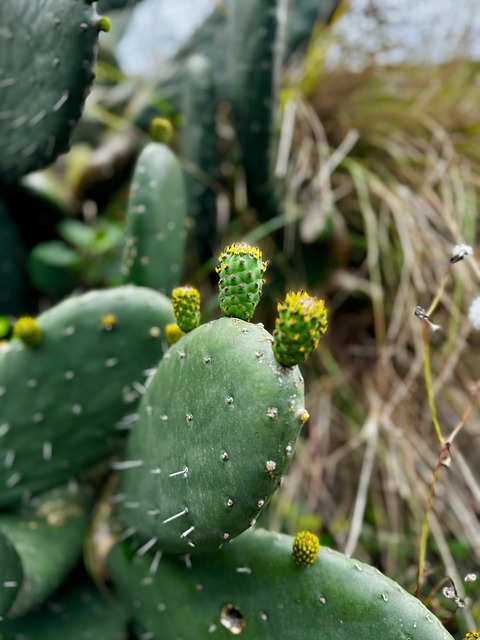 Free Cactus Nature photo and picture