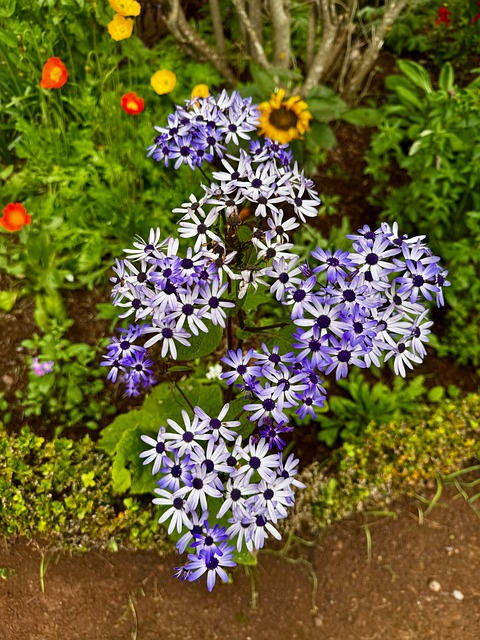 Free Flower Plant photo and picture