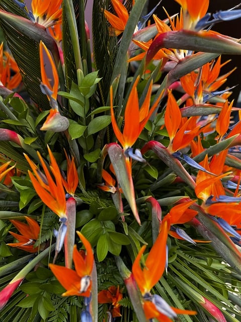 Free Flower Nature photo and picture