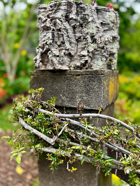 Free Trunk Wood photo and picture