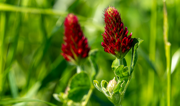Free Meadow Flower Wallpaper photo and picture