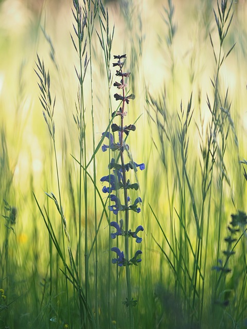Natur, Flora, Wiese Clary, Wiesensalbei