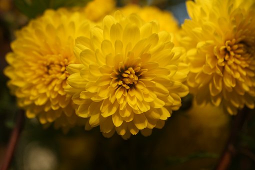 Free Flower Spring photo and picture