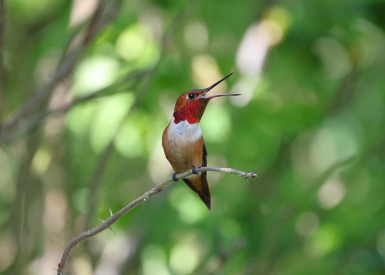 Rufous Male Bird - Free photo on Pixabay